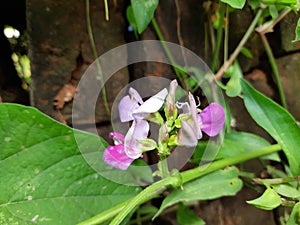 Lablab purpureus flowers.
