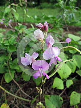 Lablab purpureus Flowers