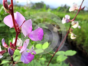 Lablab purpureus Flowers