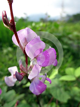 Lablab purpureus Flowers