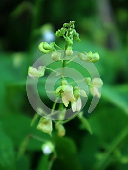 Lablab purpureus flowers in a farmer's field