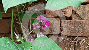 Lablab purpureus flowers in plant.