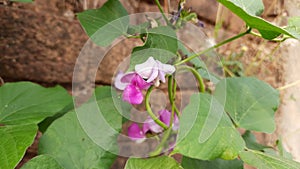 Lablab purpureus flowers in plant.