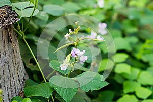 Lablab purpureus growing