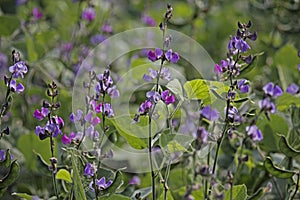 Lablab purpureus L., Pawata, Papilionaceae, Leguminosa