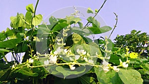 Lablab purpureus sem beans flowers image stock