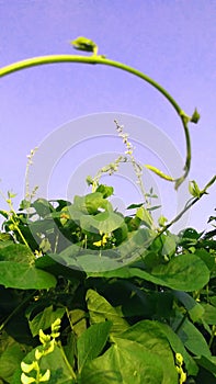 Lablab purpureus sem beans flowers photo