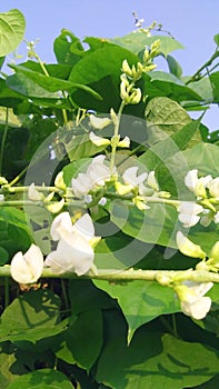 Lablab purpureus sem beans flowers stock photo