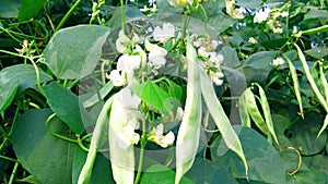 Lablab sheem bean plant flowers fruits snap