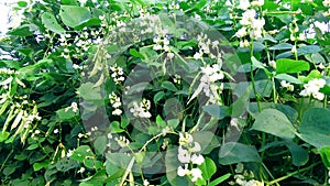 Lablab sheem bean plant flowers fruits stock