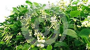 Lablab sheem bean plant flowers fruits stock photo