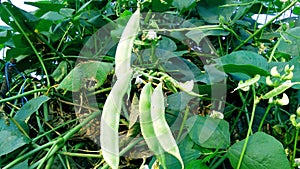 Lablab sheem bean plant fruits close up