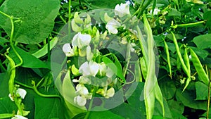 Lablab sheem bean plant fruits stock photo