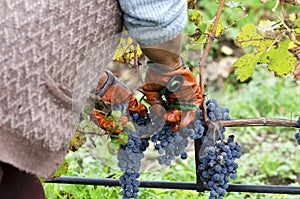 Labor in a vineyard