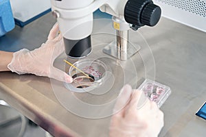 Laboratory assistant examines the biomaterial collected in embryo blocks