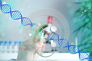 Laboratory assistant examines a hair sample, curls in a package for research by genetic research in laboratory, trichologist