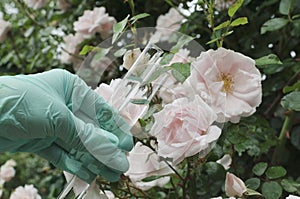 Laboratory assistant holding glass tubes with liquid against pink roses nad green leaves.Concept of perfume ingredients