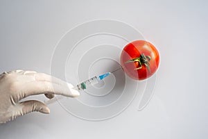 Laboratory assistant injects chemicals with a syringe into a tomato. vegetables are processed for long-term storage. genetic engin