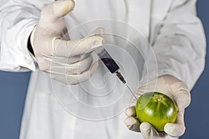 Laboratory assistant injects into a green tomato with nitrates so that they are fresh, GMOs