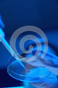 Laboratory assistant manipulates the biomaterial in a modern laboratory