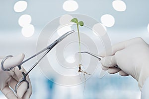 Laboratory assistant using tools manipulate the sprout