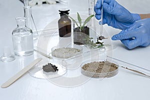 Laboratory assistant working with plants, different kinds of soil and sand, testing and analyzing results