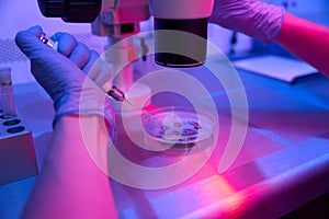 Laboratory assistant works with biomaterial in a Petri dish