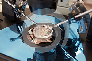 Laboratory Fertilization Of Eggs In IVF Treatment