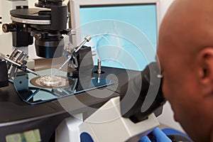 Laboratory Fertilization Of Eggs In IVF Treatment