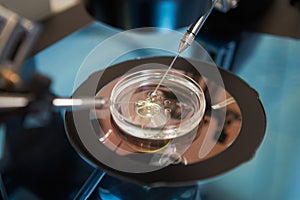 Laboratory Fertilization Of Eggs In IVF Treatment photo