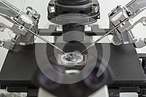 Laboratory fertilization in IVF microscope photo
