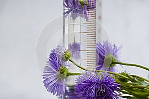Laboratory flask, flower on a light pharmacology  aromatherapy