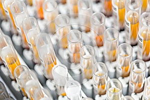Laboratory glass test tubes filled with orange liquid for an experiment in a science research lab