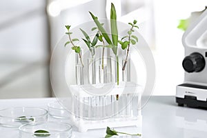 Laboratory glassware with different plants on table against blurred background