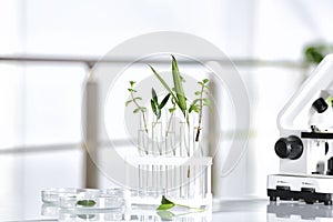 Laboratory glassware with different plants on table against blurred background