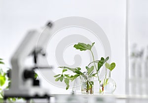 Laboratory glassware with different plants on table against blurred background, space for text