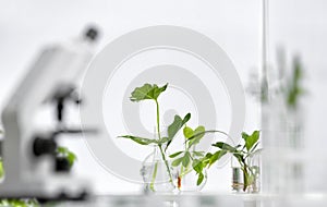 Laboratory glassware with different plants on table against blurred background, space for text