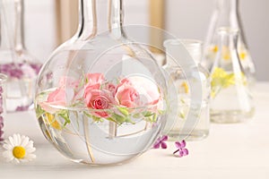 Laboratory glassware with flowers, focus on flask. Extracting essential oil for perfumery and cosmetics