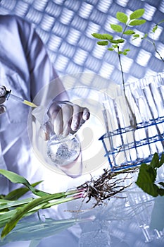 Laboratory glassware, genetically modified plant