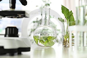 Laboratory glassware with plants on table.