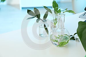 Laboratory glassware with plants on table, space for text