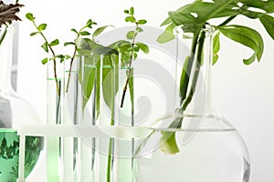 Laboratory glassware with plants on white background.