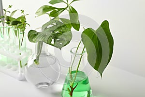 Laboratory glassware with plants on white background.