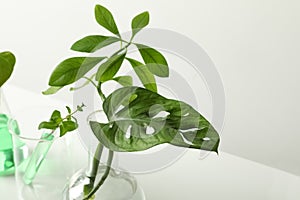 Laboratory glassware with plants on white background.