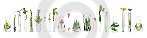 Laboratory glassware with plants on white background