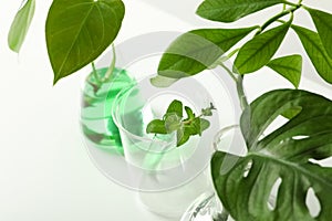 Laboratory glassware with plants on white background, closeup.