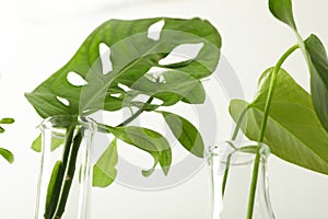 Laboratory glassware with plants on white background, closeup.