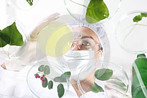 Laboratory grafting plants