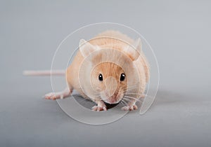 Laboratory mouse