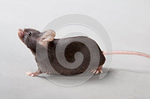 Laboratory mouse